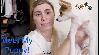 Meet My Puppy: Rat Terrier/Chihuahua Mix (3 Months Past Due)  | MeganLouiseex92