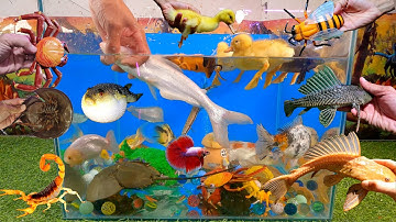 Video tổng hợp cá cảnh đẹp, động vật dễ thương, cá mập hồng, vịt cute, sam biển, cá vàng, cá rồng