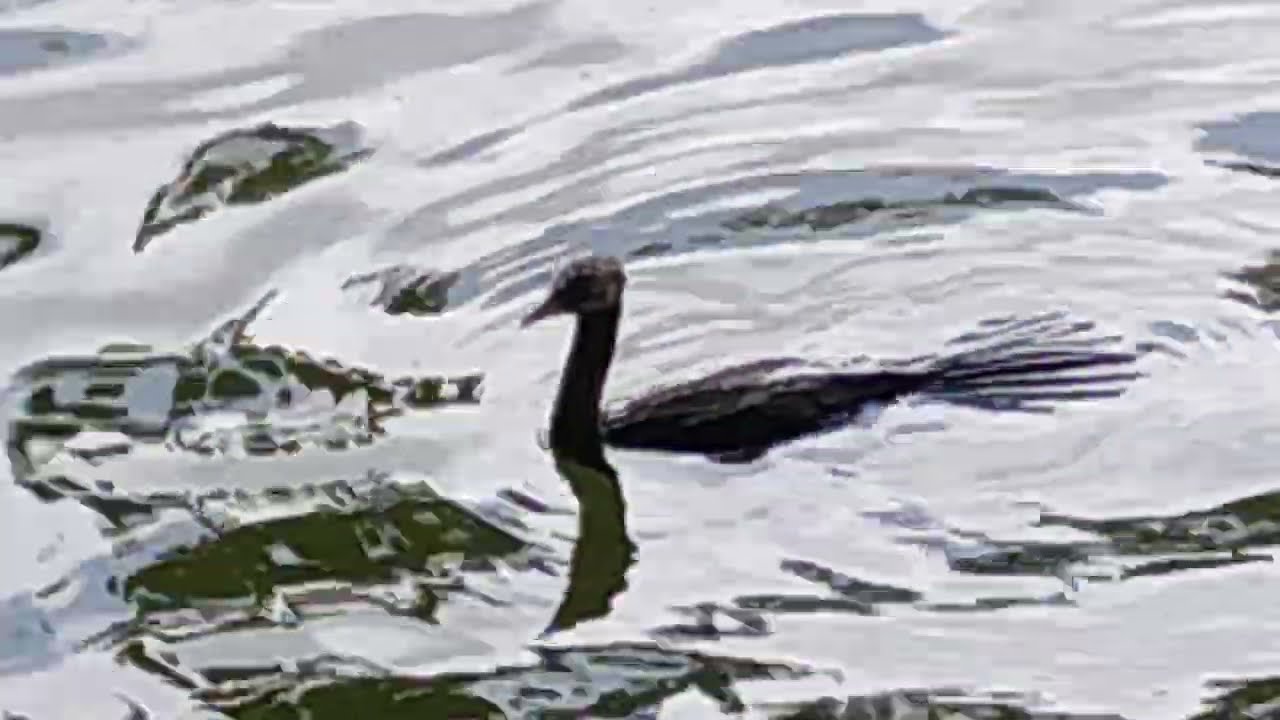 snakebird,Indiancormorant.ನೀರುಕಾಗೆಯ ಮೀನು ಬೇಟೆ.