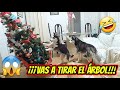 ¡CUIDADO! ¡Cachorro travieso vas a tirar el árbol de Navidad! ¡No lo toques!