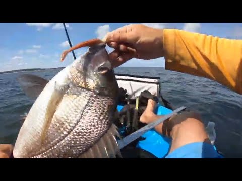 How to catch JUMBO porgies (scup) on artificial bait