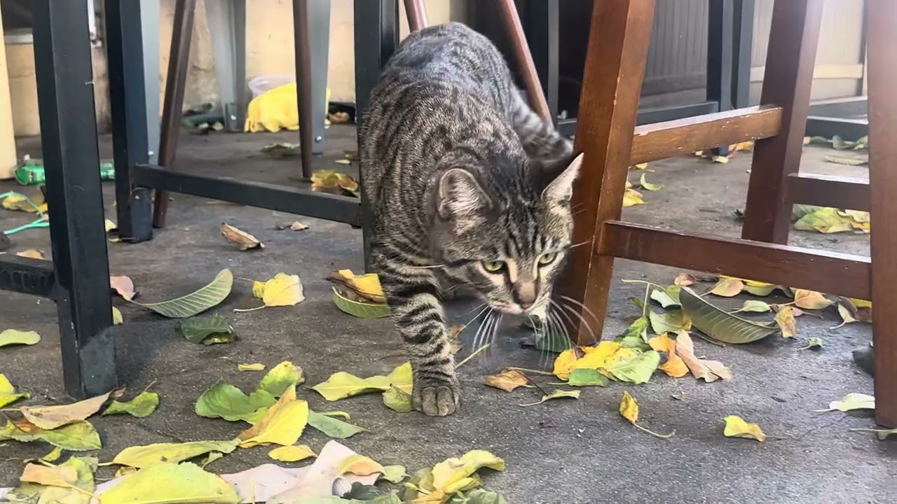 Un hermosura de gatitos que llegaron a mi casa primero llegaron dos negros y los dos amarillos ￼