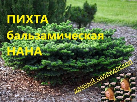 БАЛЬЗАМИЧЕСКАЯ ПИХТА "НАНА" СОДЕРЖАНИЕ, УХОД, ПОСАДКА.