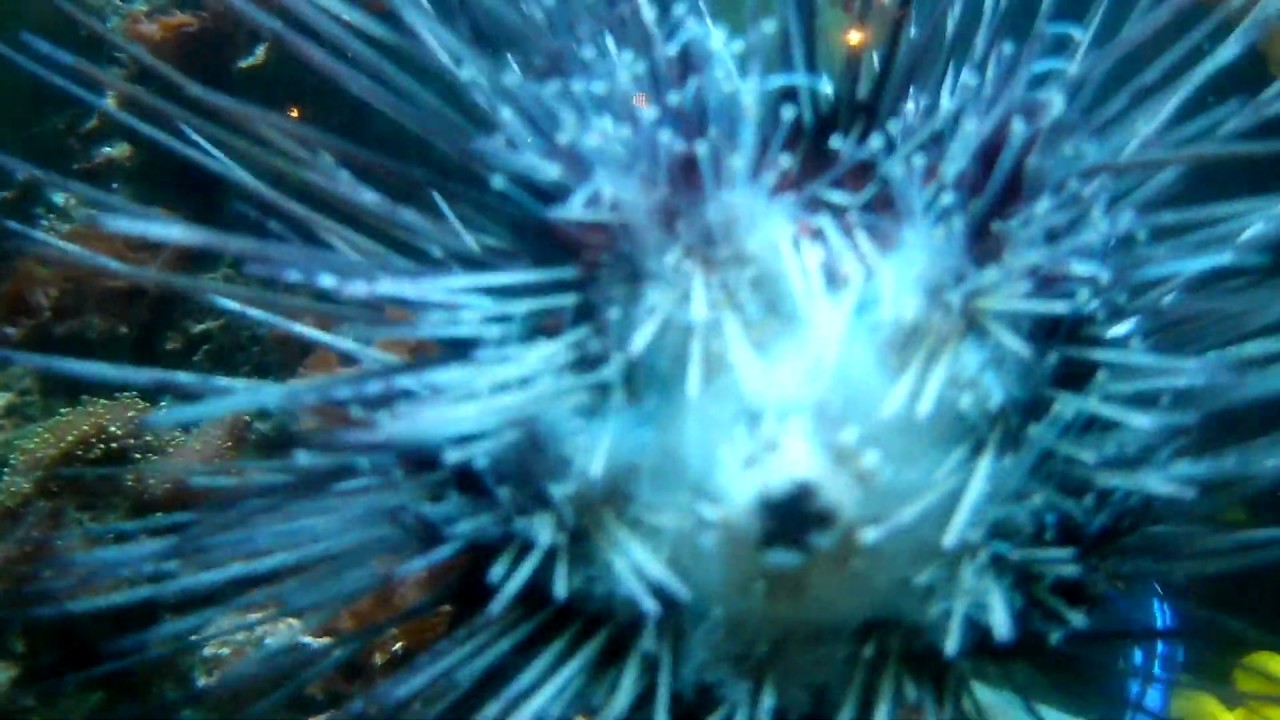 BTS 2018 Berlin German 6 (Aquarium) YouTube