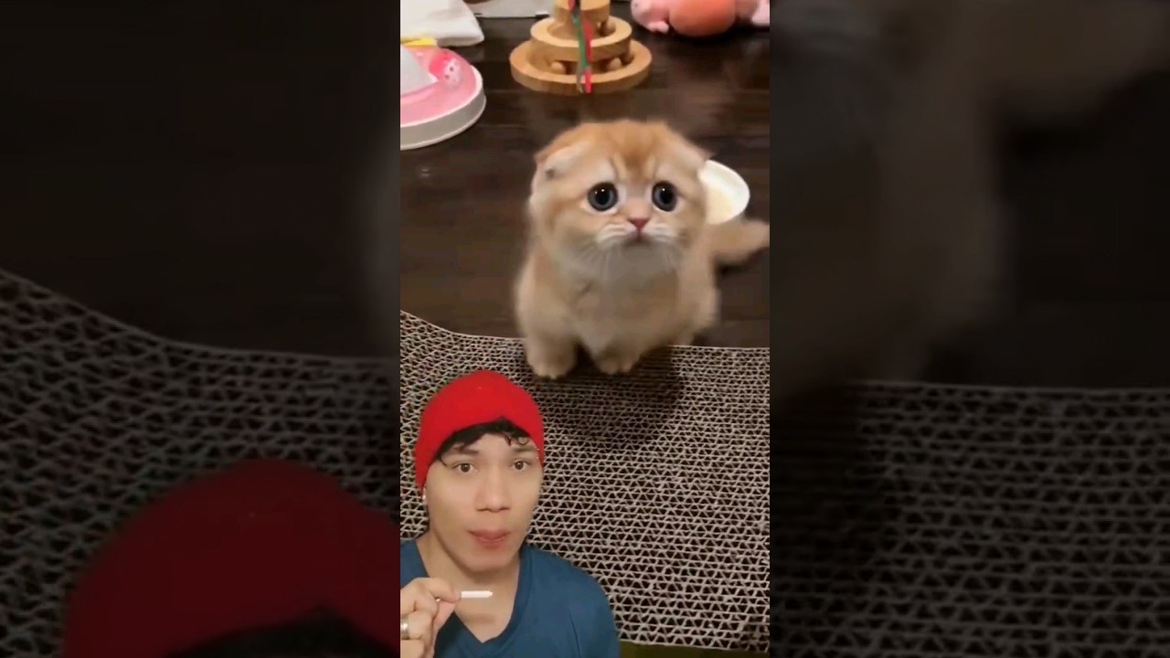 EL GATO MAS TIERNO DEL MUNDO 