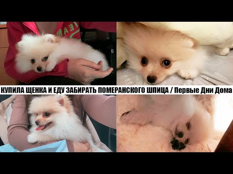 КУПИЛА ЩЕНКА И ЕДУ ЗАБИРАТЬ ПОМЕРАНСКОГО ШПИЦА / Первые Дни Щенка Дома