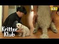 Dog&#39;s Paralysed Legs Break Guardian&#39;s Heart l Kritter Klub