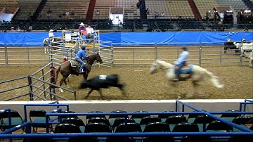 Valley View Ranch - Sallys Dual Pep - sorting at Texas State Fair with youth - 1