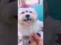 Amar sona maa ke kemon lagche😀 #dog #pets #cute #shorts