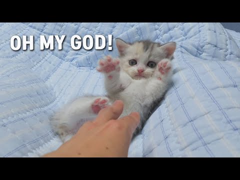 A Baby <strong>Cat</strong> gets Surprised When I <strong>Try</strong> to Touch it