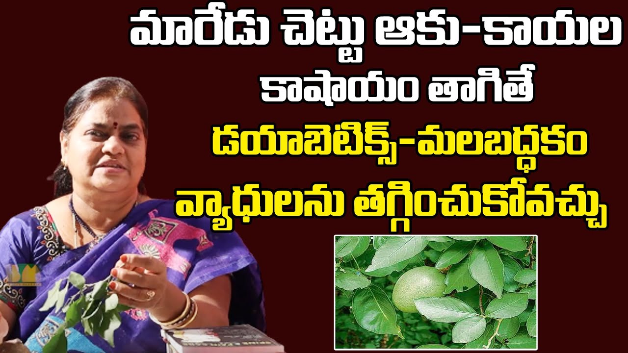 మారేడు చెట్టు  ఆకు-కాయల  కాషాయం ఉపయోగాలు | Maredu Chettu Uses In Telugu | Arogya Bharathi