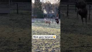What are the FOAL thinking?😜 Best POV gets a PIN♥️#shorts #horse #funnyhorsevideos #babyhorse