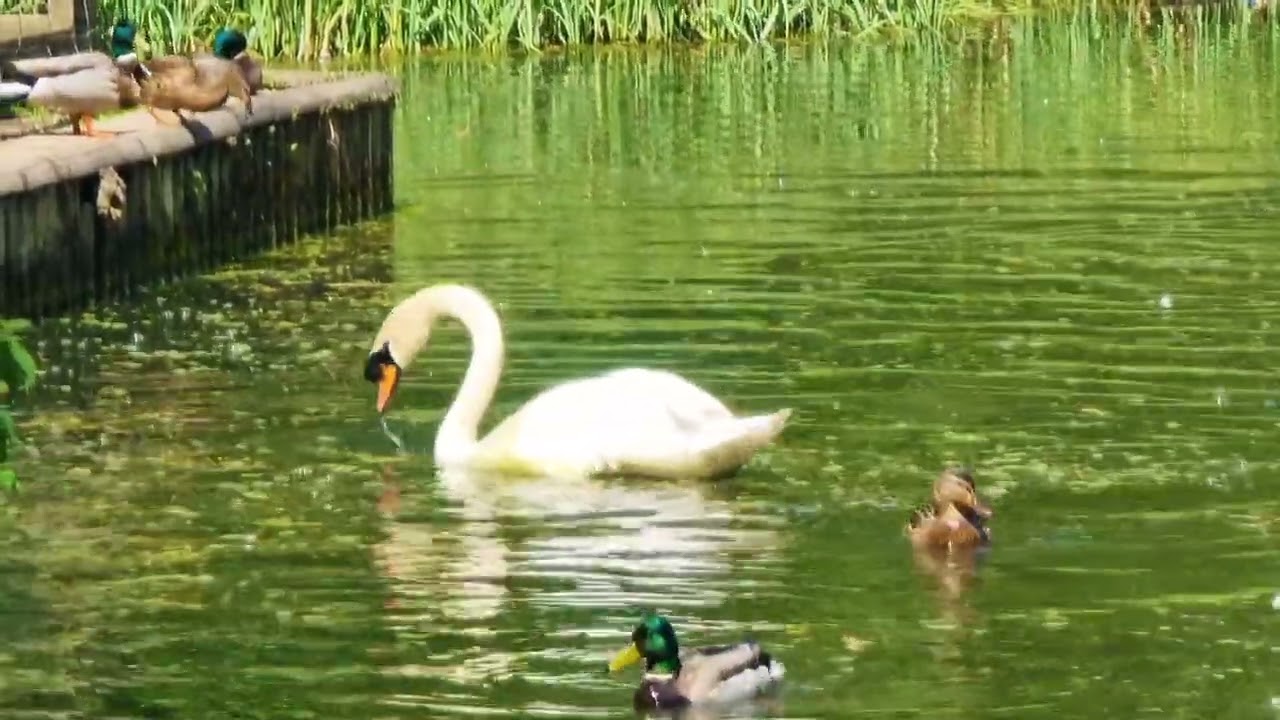 Summer Walk Coombe Abbey Park 2022