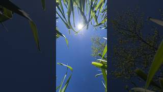 Couldn’t get a mow perfect day #mowing #lawnmowing #cuttinggrass #sustainable #mowers