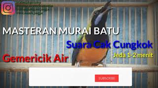 Masteran Murai Batu Suara Cucak Cungkok dan Gemericik Air Tenang
