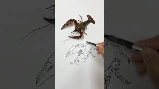 Learn to draw a lobster in one minute. Daily blind drawing. Come and see the simple drawings I d