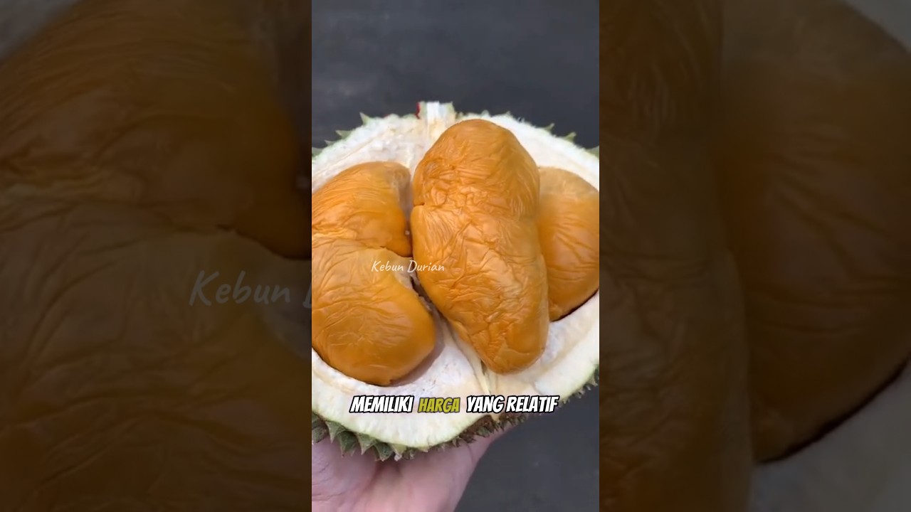 DURIAN DURI HITAM 