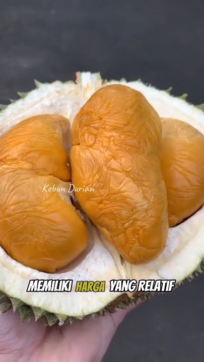 BLACK SPIND DURIAN #durian #fruit #blackthorn #blackduridurian #durianindonesia #premiumdurian