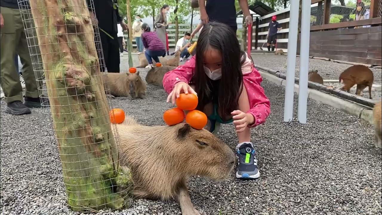 20221121 喬宜蘭張美阿媽農場 水豚君排橘子 YouTube