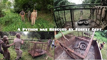 🐍🐍 PYTHON RESCUED AND RELEASED TO SAFE  JUNGLE | KHONSA FOREST DIVISION | FORESTER | FORESTER
