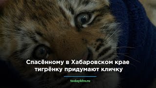 Спасённому в Хабаровском крае тигрёнку придумают кличку