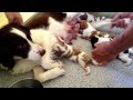 Jada Puppies 6-8-12 Jada Comes for Nursing - 1080p.mov