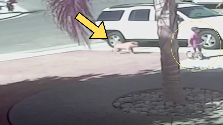 Hero Cat Saves California Boy From Dog Attack