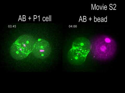 Cell Press