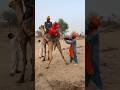 أنغام الرمال عازف المزمار يسحر القلوب بينما تؤدي الفتاة استعراضا مذهلا خلف الجمل في مشهد سينمائي