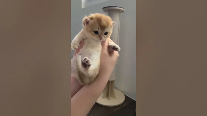 Watch the video about #shorts #cat 🐾#cute😻 #cool😎 #catsofinstagram🐈 #catlover💕 #catlove #meows_luv #meow #funny 😹