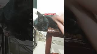 പവമയത കണടലല മകകടട കറനന