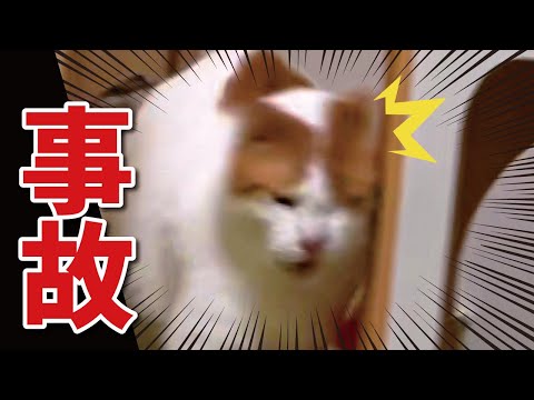 ちょっと心配になるレベルで猫が衝突事故を起こしました…【関西弁でしゃべる猫】