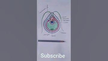 How to draw chlamydomonas algae 💫 #shortsviral