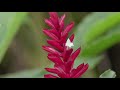 Jardins de Guadeloupe Jardins de Guadeloupe