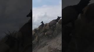 Crazy herd of elks on oregon coast