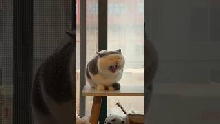 Cat yawning 😅