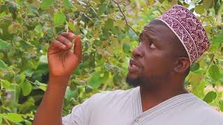 FAIDA YA MTI WA MKUNAZI