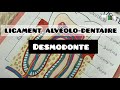 Le ligament alveolo dentaire  desmodonte