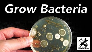 Как вырастить бактерии