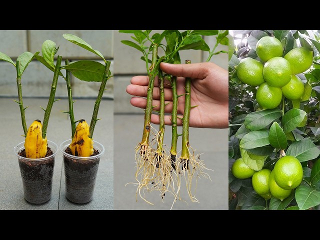 🌿Great idea to propagate lemon trees from cuttings using bananas🍌 class=