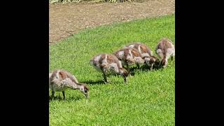 Goslings and geese feeding and drinking