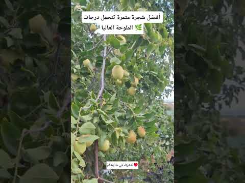 من افضل الأشجار المثمرة تتحمل الملوحة العاليا وتعطي ثمار كثيفه