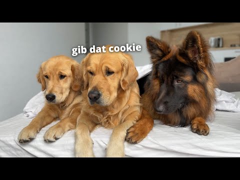 Video: 25 GIFs suņiem, kuri neizdevās super grūti (bet mēs mīlam viņiem jebkurā gadījumā)