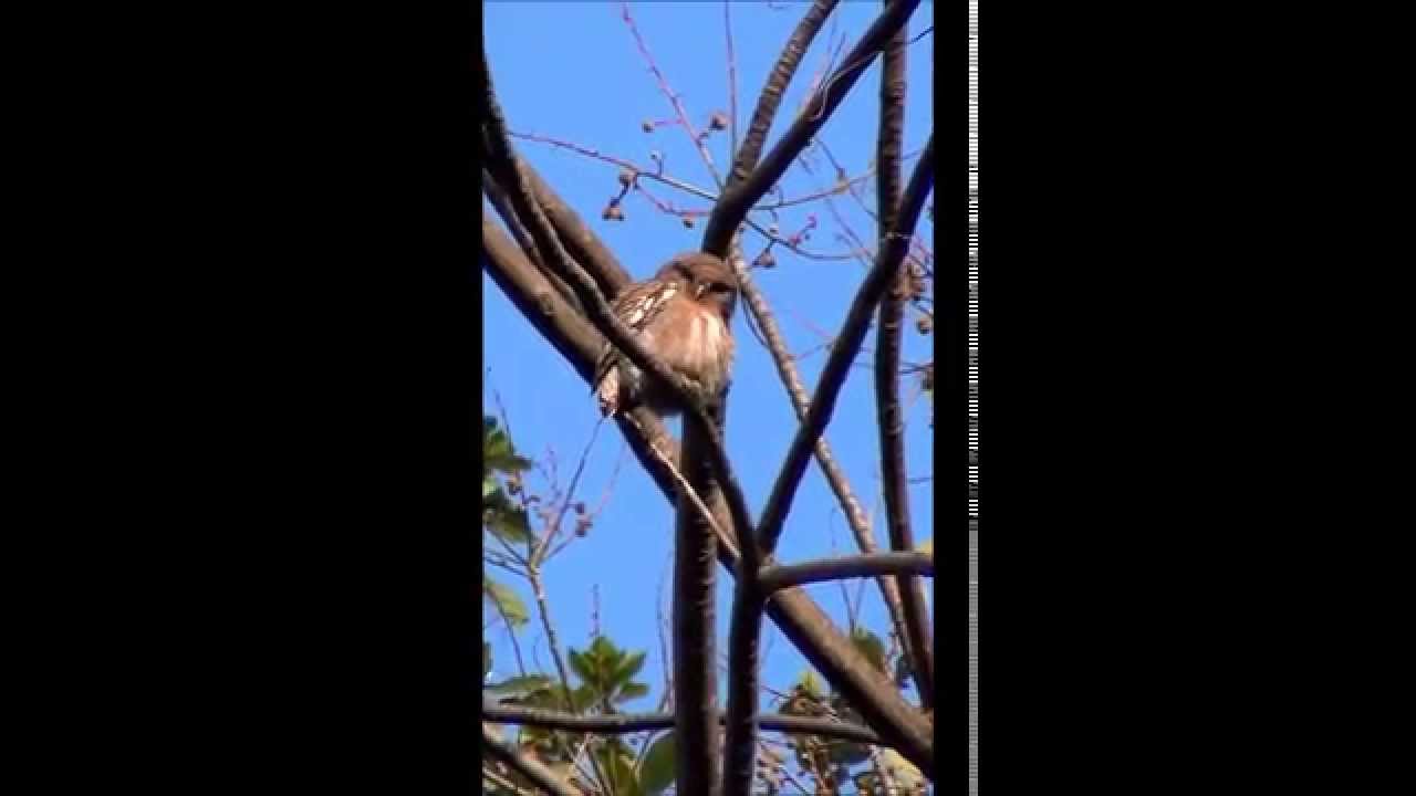 20141224 : Asian barred owlet นกเค้า 