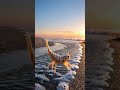 Sand Hopper | Tiny Coastal Jumper of the Beach Ecosystem