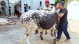 Eid al Adha - Dangerous Cow - Atang Cow - Cow Mandi 2021 - Cow - Bull