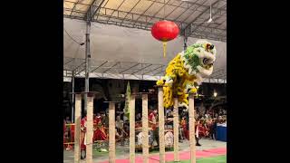 LionDance Múa Lân Lên Mai Hoa Thung Cực Đẹp