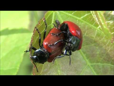 Video: Pappelblattkäfer