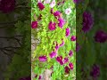 《心灵的宁静:舒缓钢琴旋律的疗愈旅程》#舒緩療癒#靜心冥想#放鬆#旋律#心靈獨處#Healing#Soothing#Therapeutic#助眠  #引導放鬆 #relax #song #疗愈歌曲