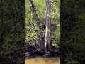 Tree growing from creek ! Looks crazy #tree #outdoor #trees #nature #water #outside #sub #subscribe
